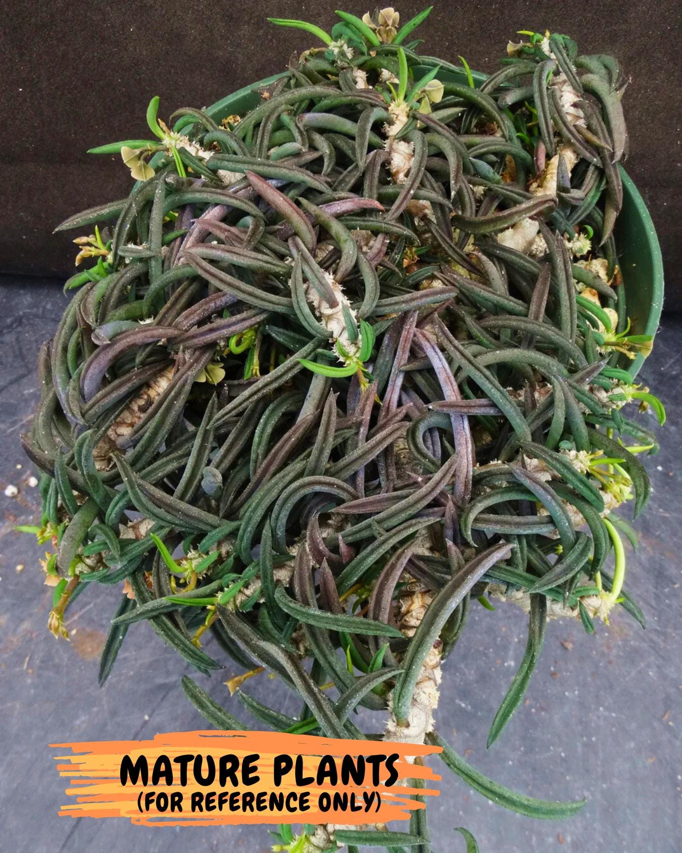 Rare Succulents (#5) | Imported | Assorted Succulent | Sansevieria