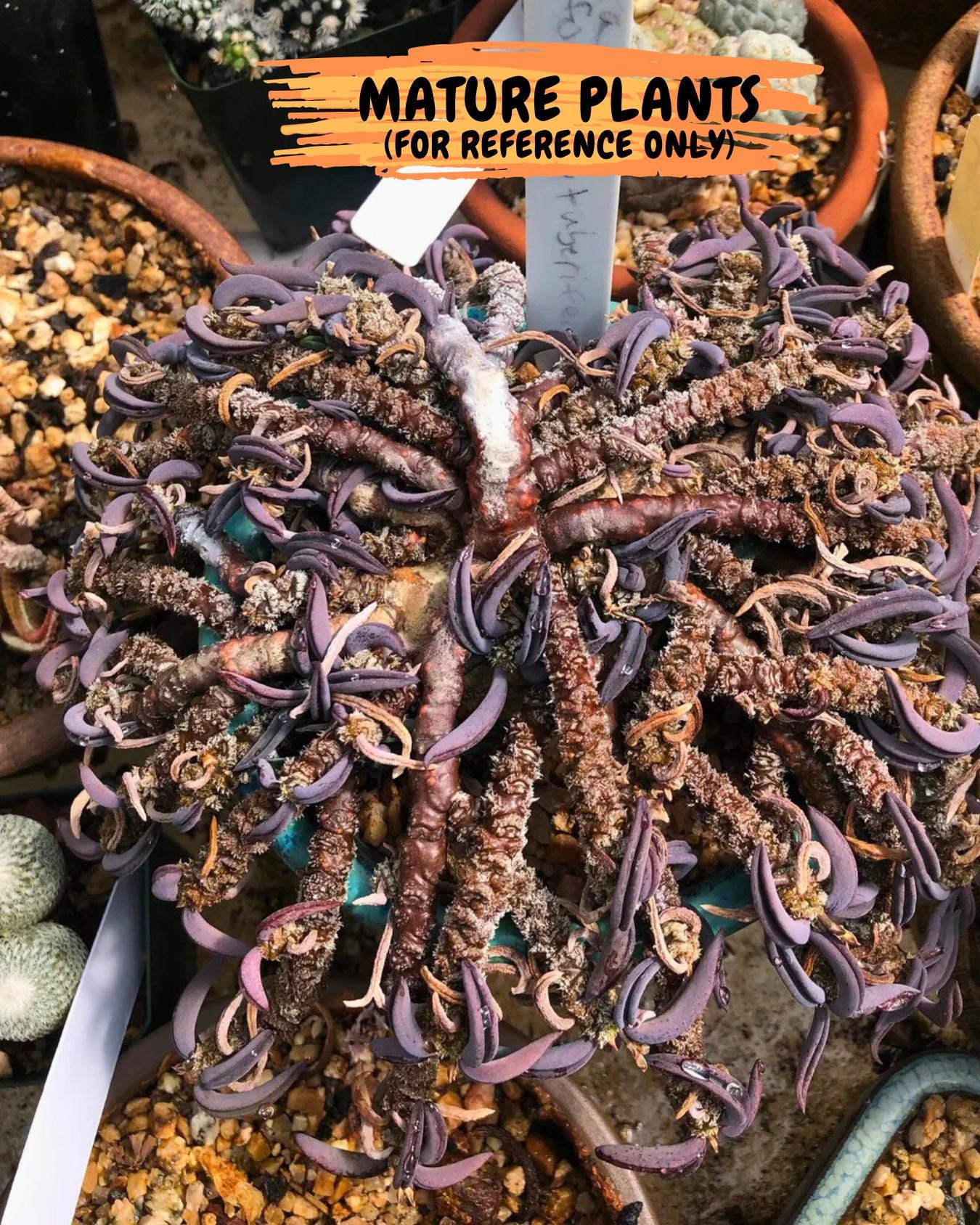 Rare Succulents (#9) | Imported | Assorted Succulent | Sansevieria