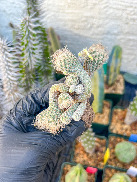 Imported cactus cluster (#1) | Ehciveria | Hoyas | Sansevieria