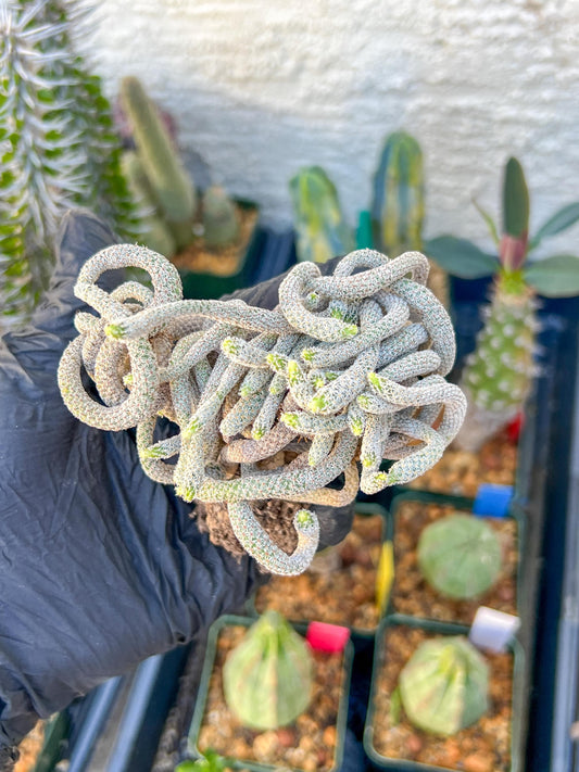 Imported cactus cluster (#2) | Ehciveria | Hoyas | Sansevieria