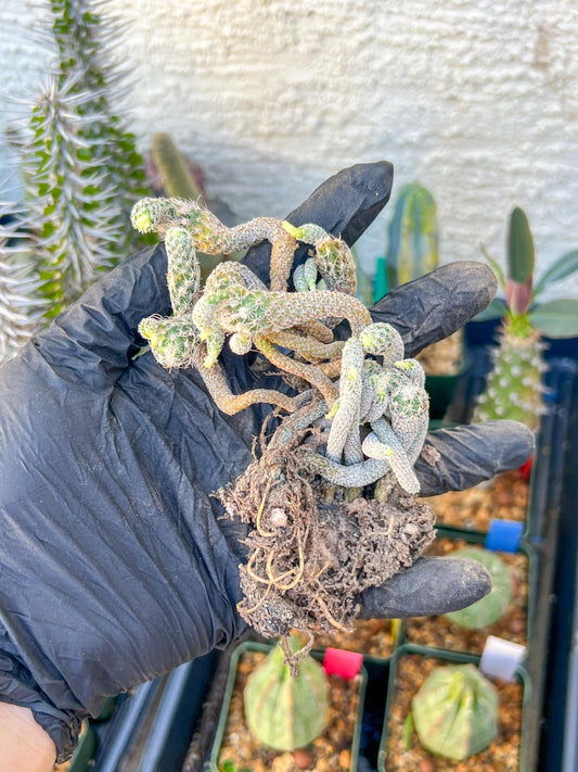 Imported cactus cluster (#4) | Ehciveria | Hoyas | Sansevieria