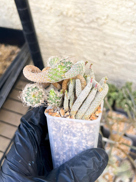 Imported cactus cluster (#5) | Ehciveria | Hoyas | Sansevieria