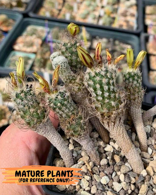 Imported cactus cluster (#6) | Ehciveria | Hoyas | Sansevieria