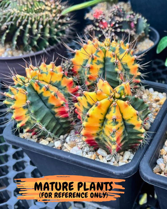 Gymnocalycium "Carnelian" (g4) (y4) | variegated cactus