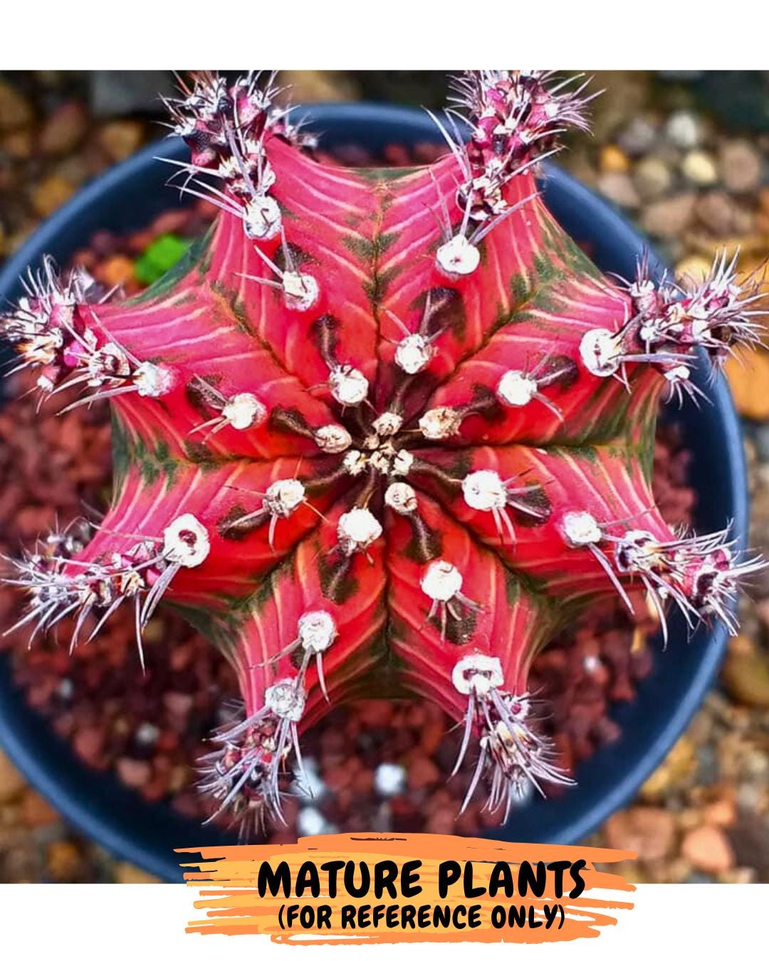 Gymnocalycium "Japan Clone" (g4) (g6) | Special Hybrid cactus