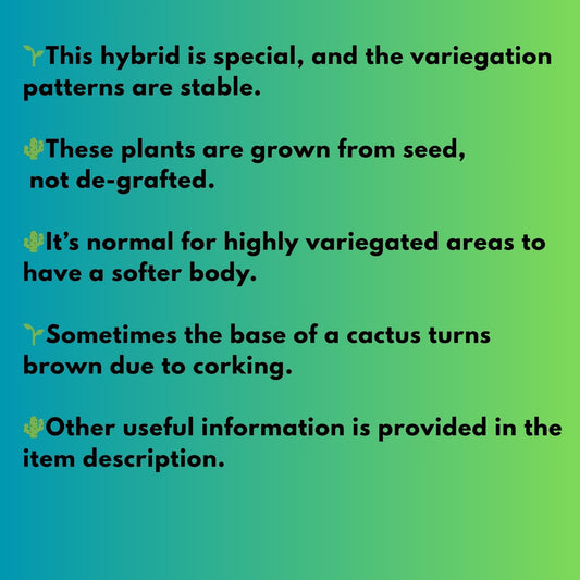 Gymnocalycium "Emerald" (g5) (r1) | Special Hybrid cactus