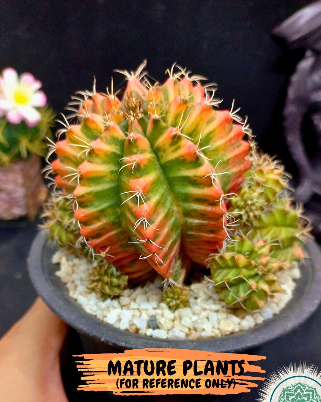 Gymnocalycium Morning Glory (gy23) (10) | Rare Hybrid cactus