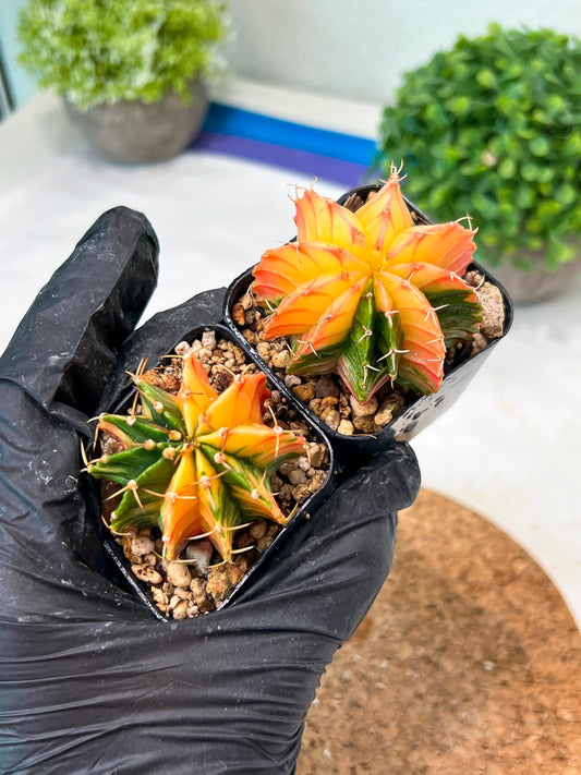 Gymnocalycium Mihanovichii (#12) | 2pcs Bundle in 2 Inch Pot
