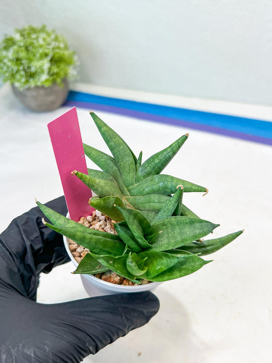 Sansevieria Crazy Crab (#AC4) | Imported Hybrid Snake Plants