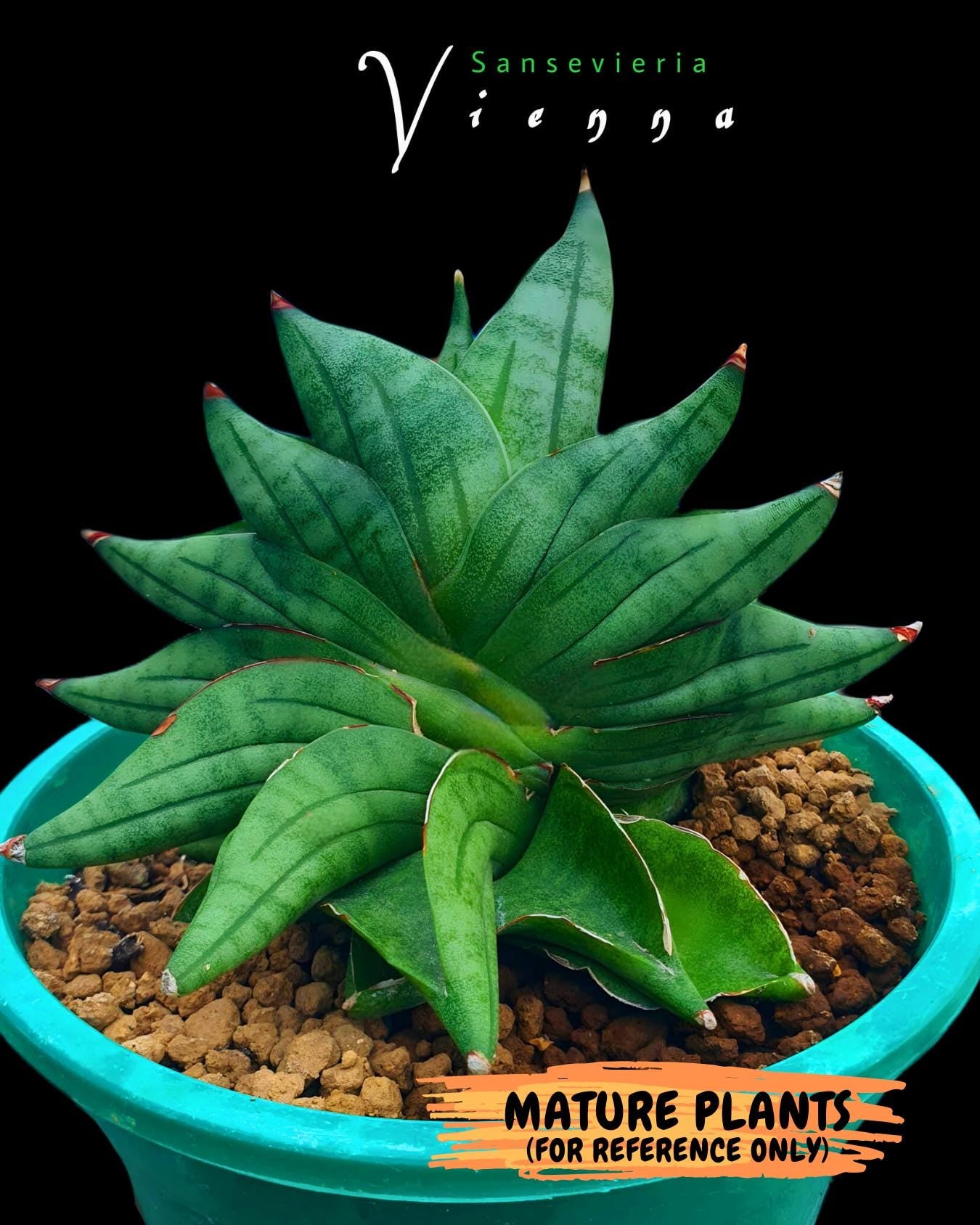 Sansevieria Vienna (#AC8) | Imported Plants