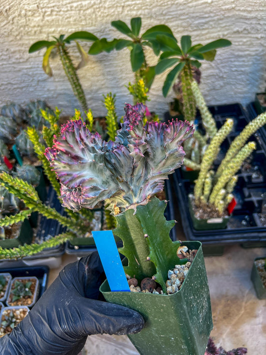 Large Lactea Crested Grafted (Blue) | You get the exact Plant!!!!