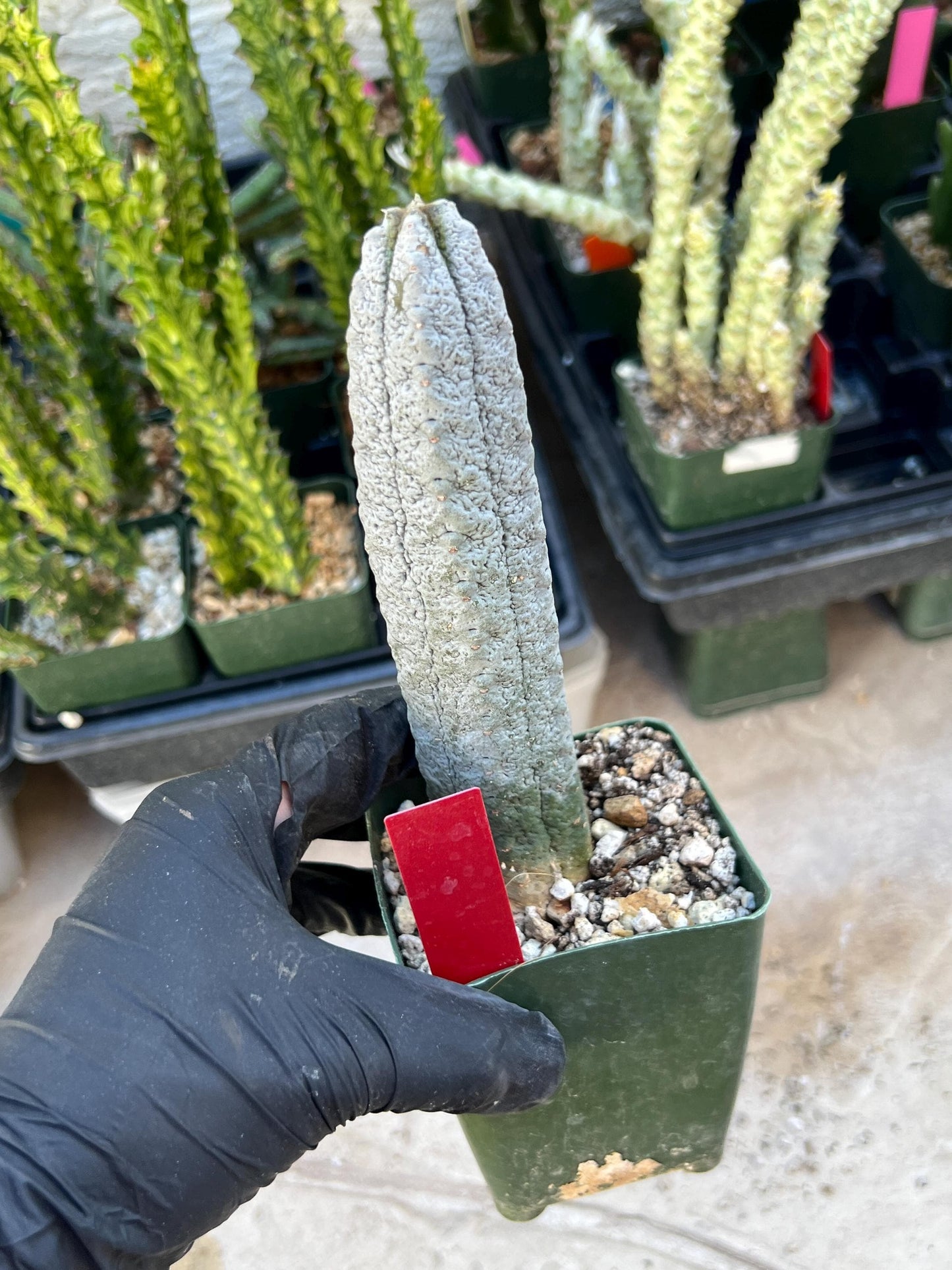 Rare Euphorb, Abdelkuri Grey (Red)