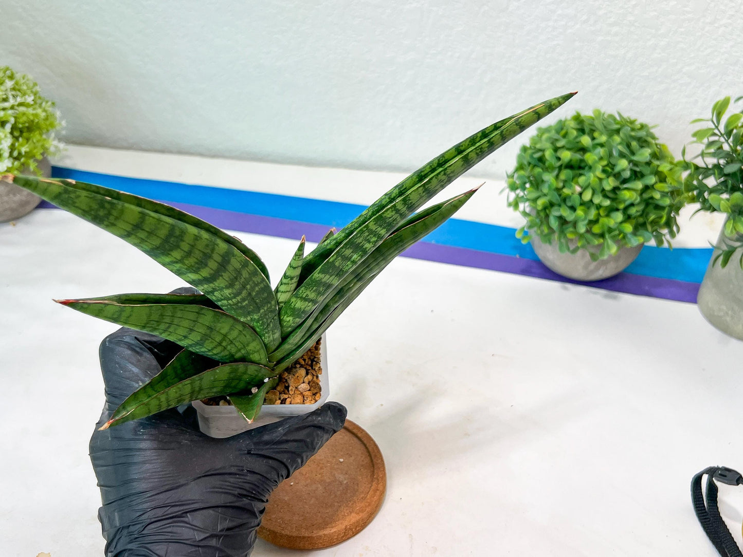 Sansevieria Marsha Anjani (h9) | Imported Plants | Rare Hybrid Species