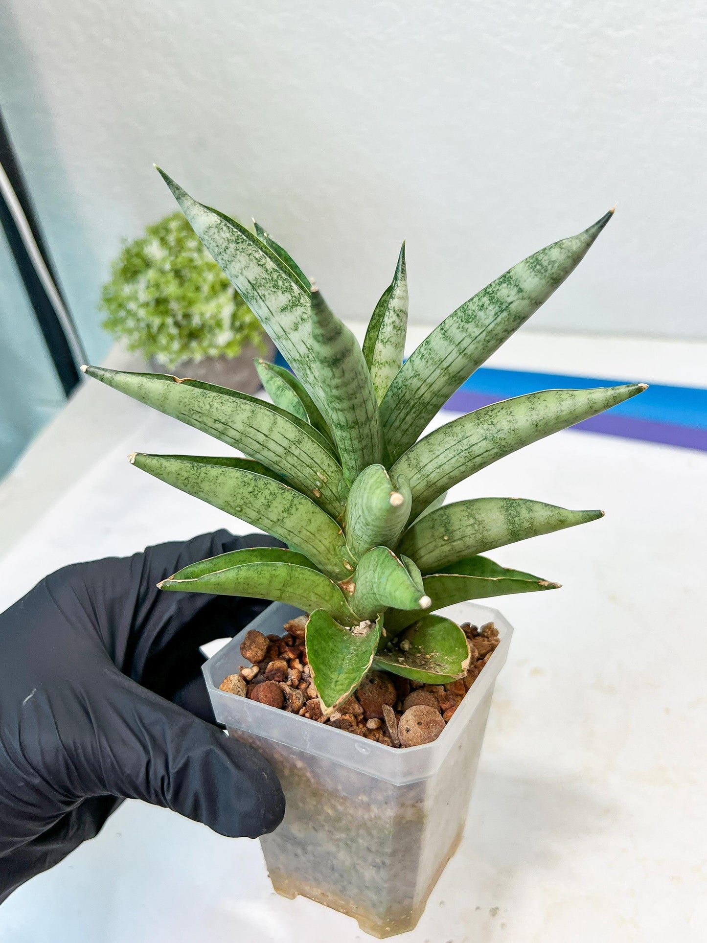 Sansevieria Soda (#A3) | Rare Snake Plant
