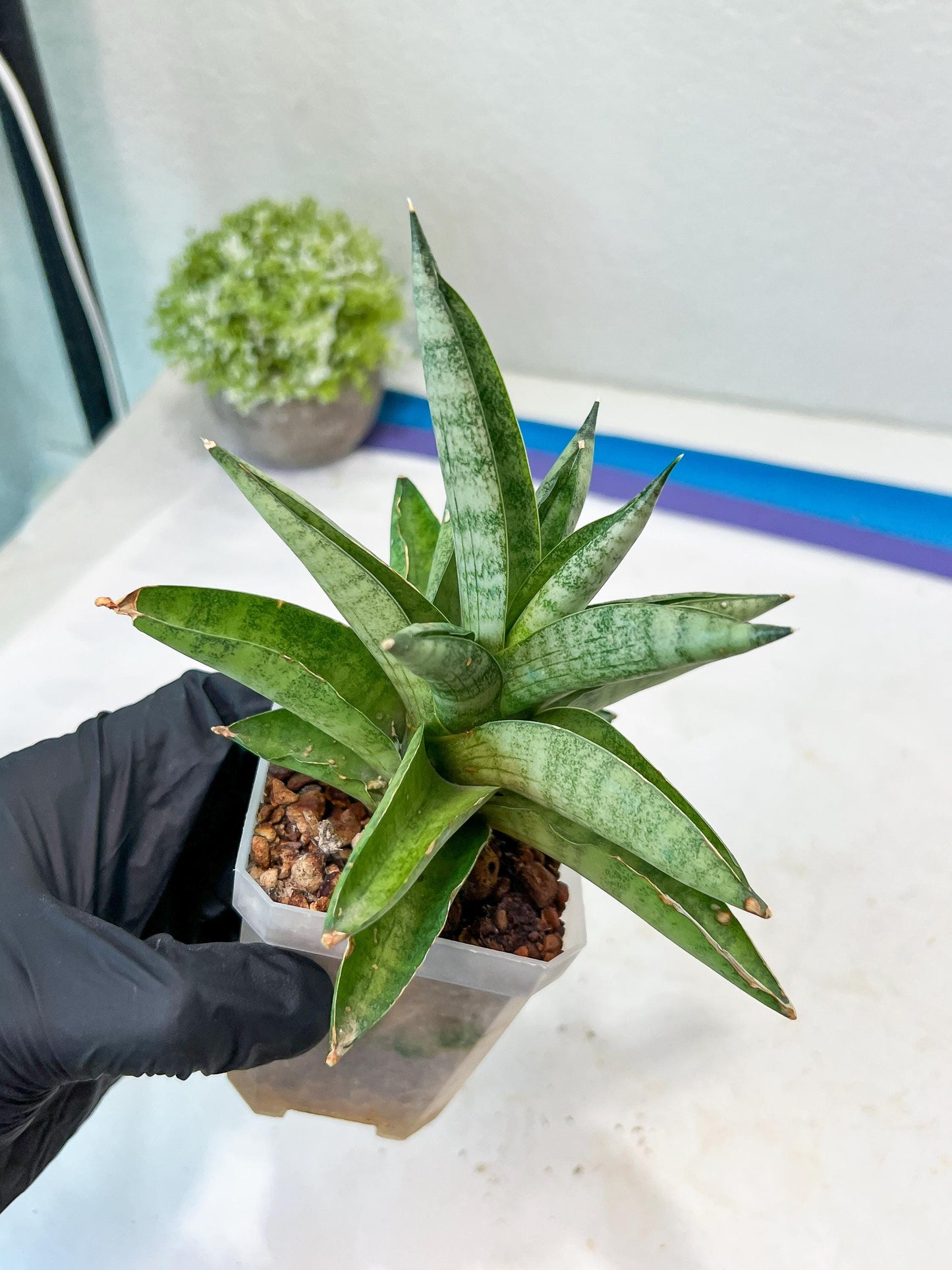 Sansevieria Soda (#A3) | Minor damage