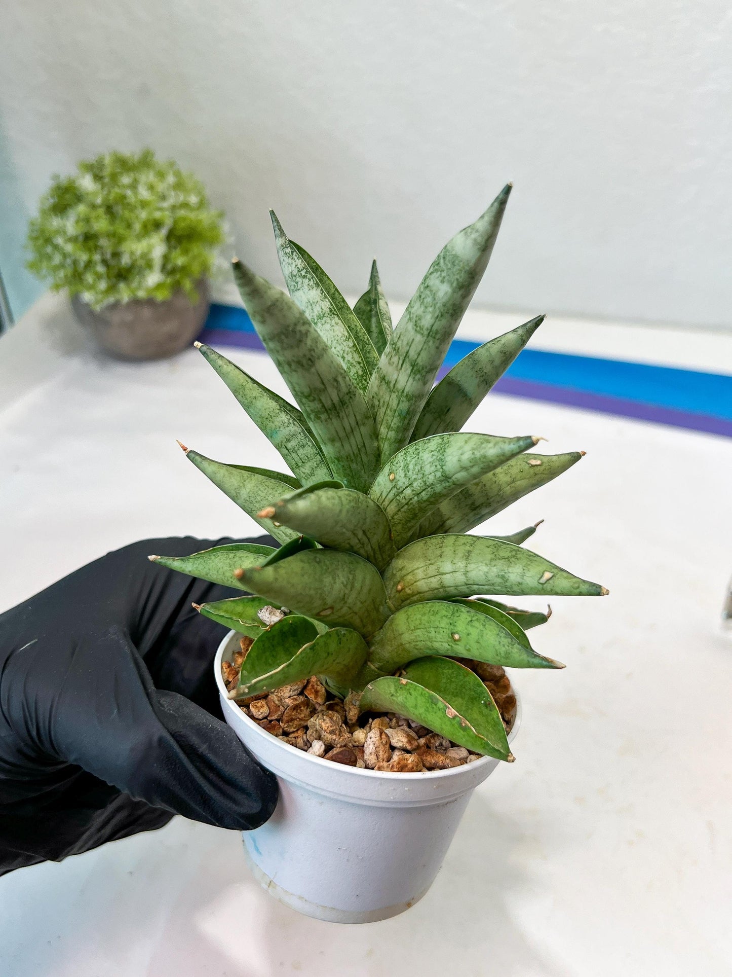 Sansevieria Soda (#A3) | Imported Plants