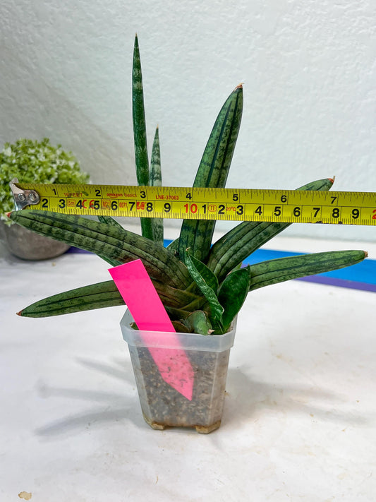 Sansevieria Rocker (#AC20) | Rare Imported House Plants