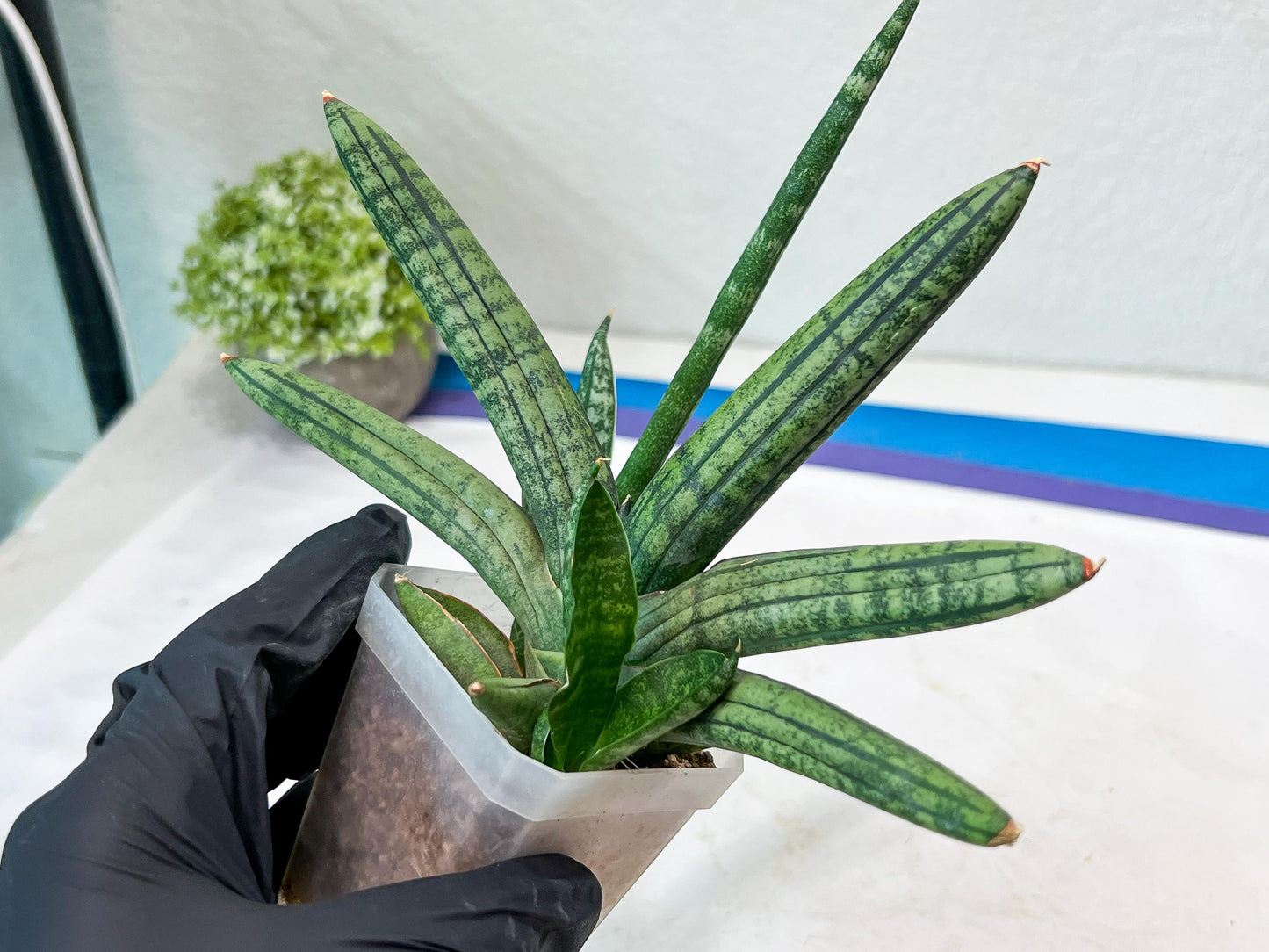 Sansevieria Rocker (#AC20) | Rare Imported House Plants