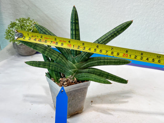 Sansevieria Rocker (#AC20) | Rare Imported House Plants