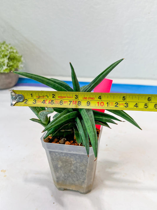 Sansevieria Thousand Blue (#AC26) | Rare Hybrids