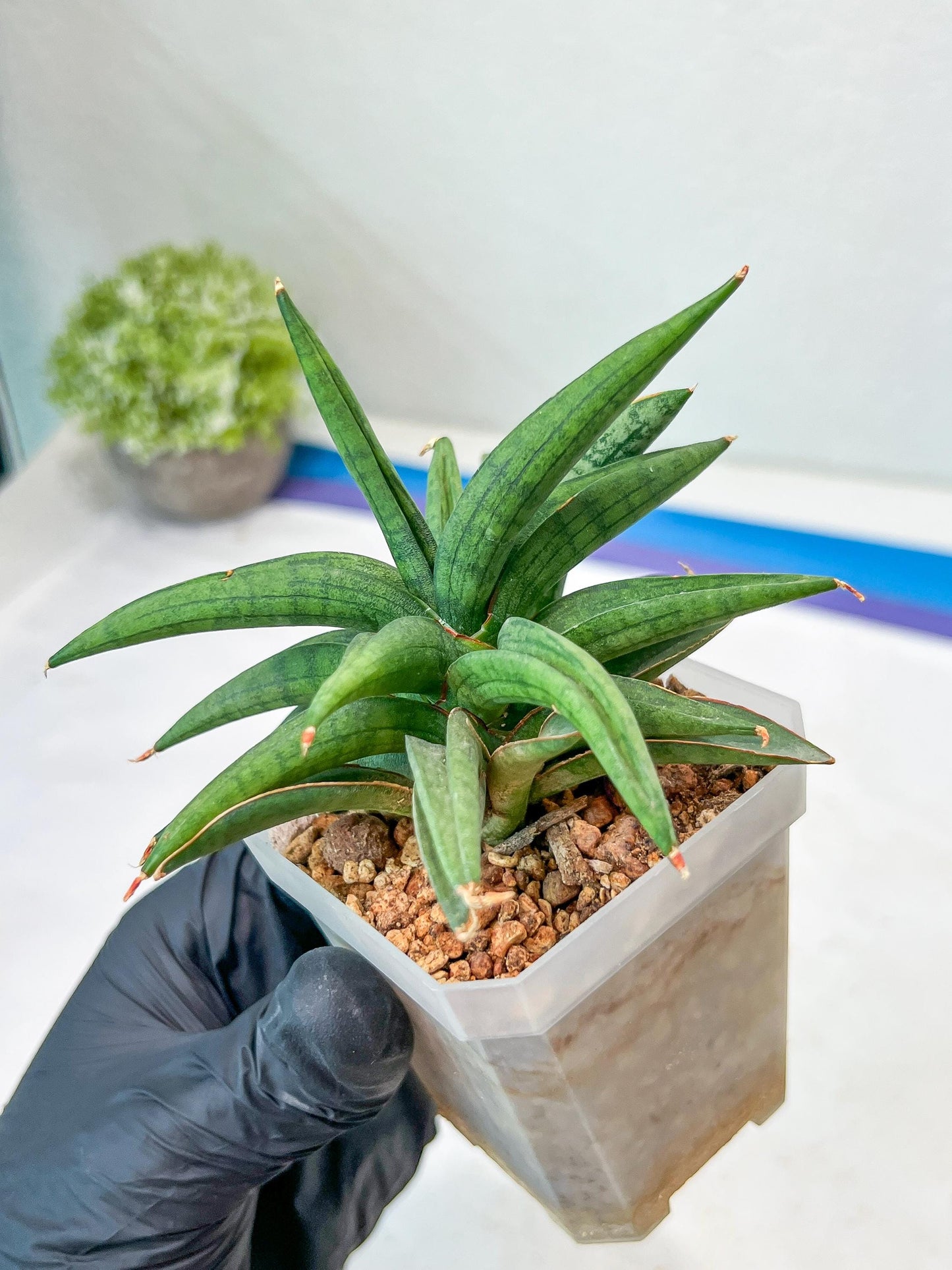 Sansevieria Thousand Blue (#AC26) | Rare Hybrids