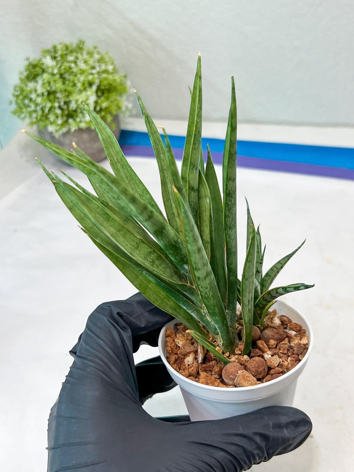 Sansevieria Hara Spaik (#AC49) | Rare Imported