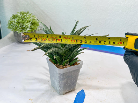 Sansevieria Hara Spaik (#AC49) | Rare Imported