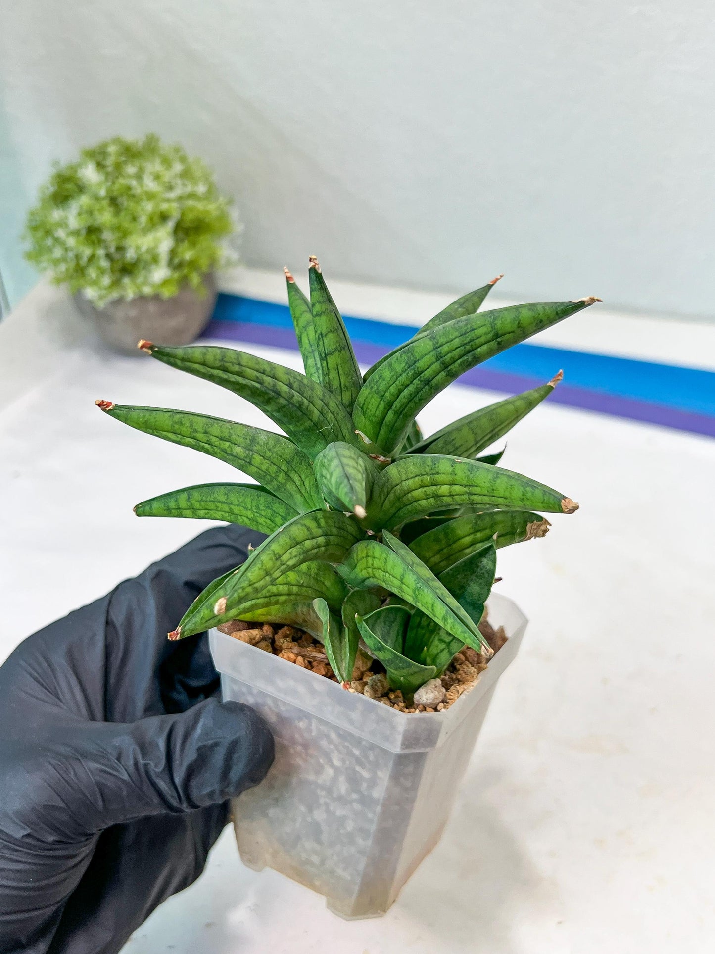 Sansevieria Ch Enanansi (#AC52) | Rare Imported Snake Plants