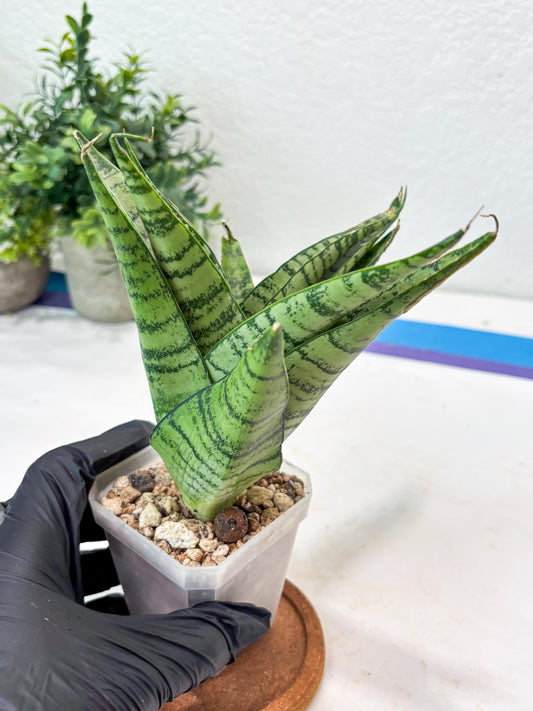 Sansevieria Emerly (#Ba53) | Imported Plant