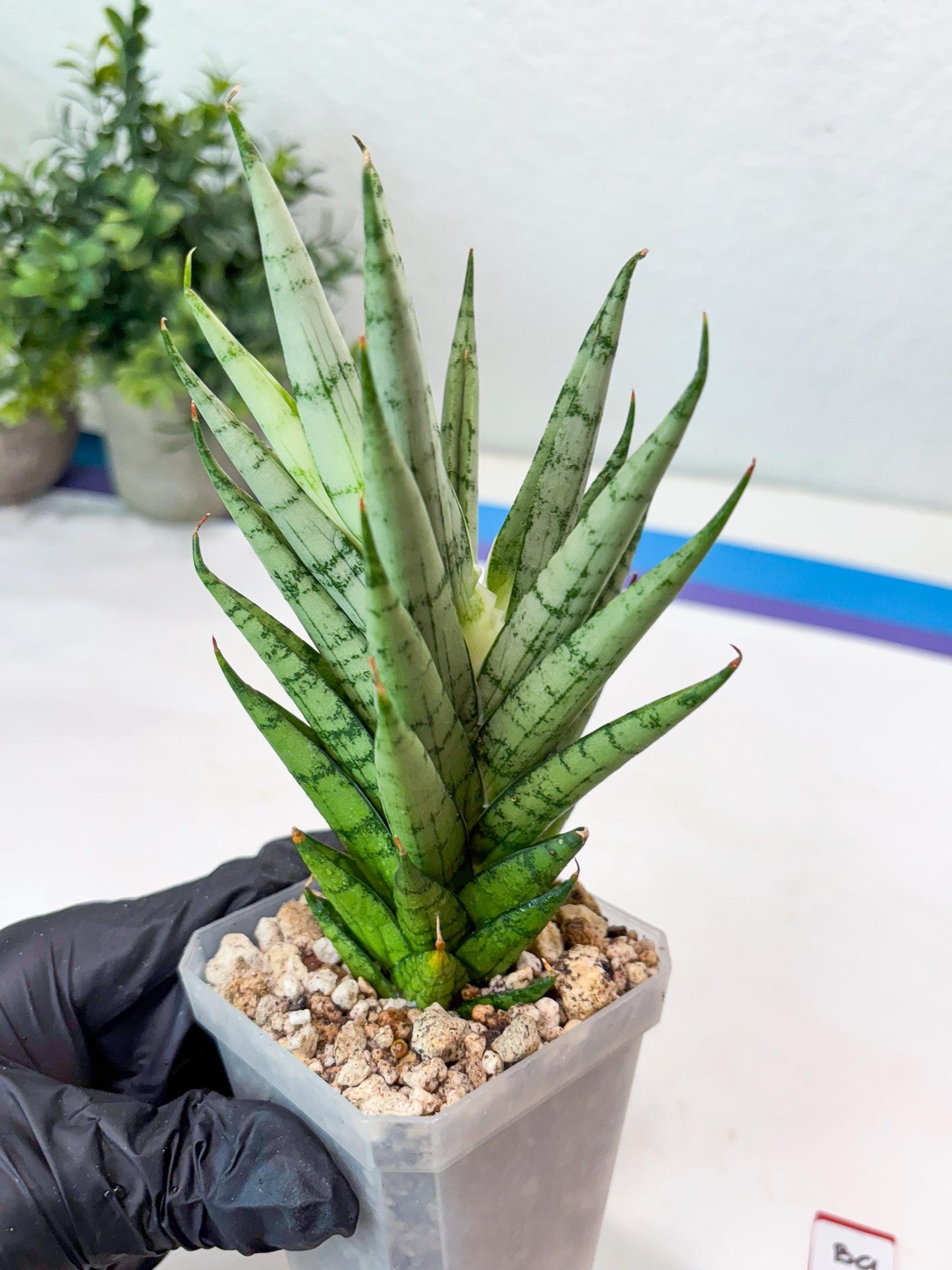 Sansevieria Kesia (#Ba61) | Rare Hybrid Snake Plant