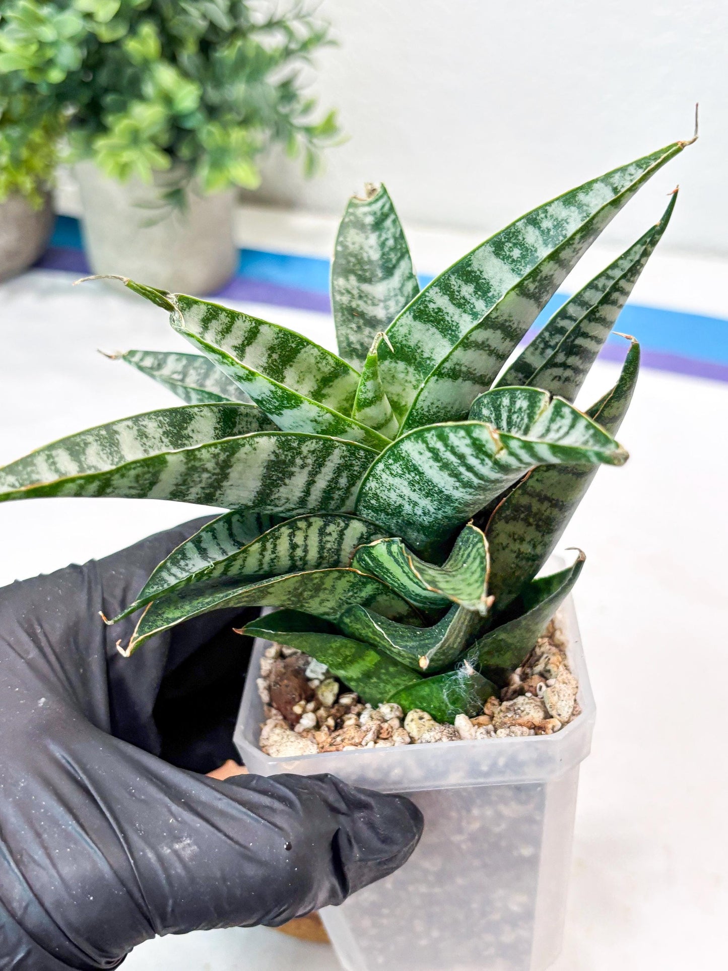 Sansevieria Widi (#Ba75) | Imported Hybrid Species