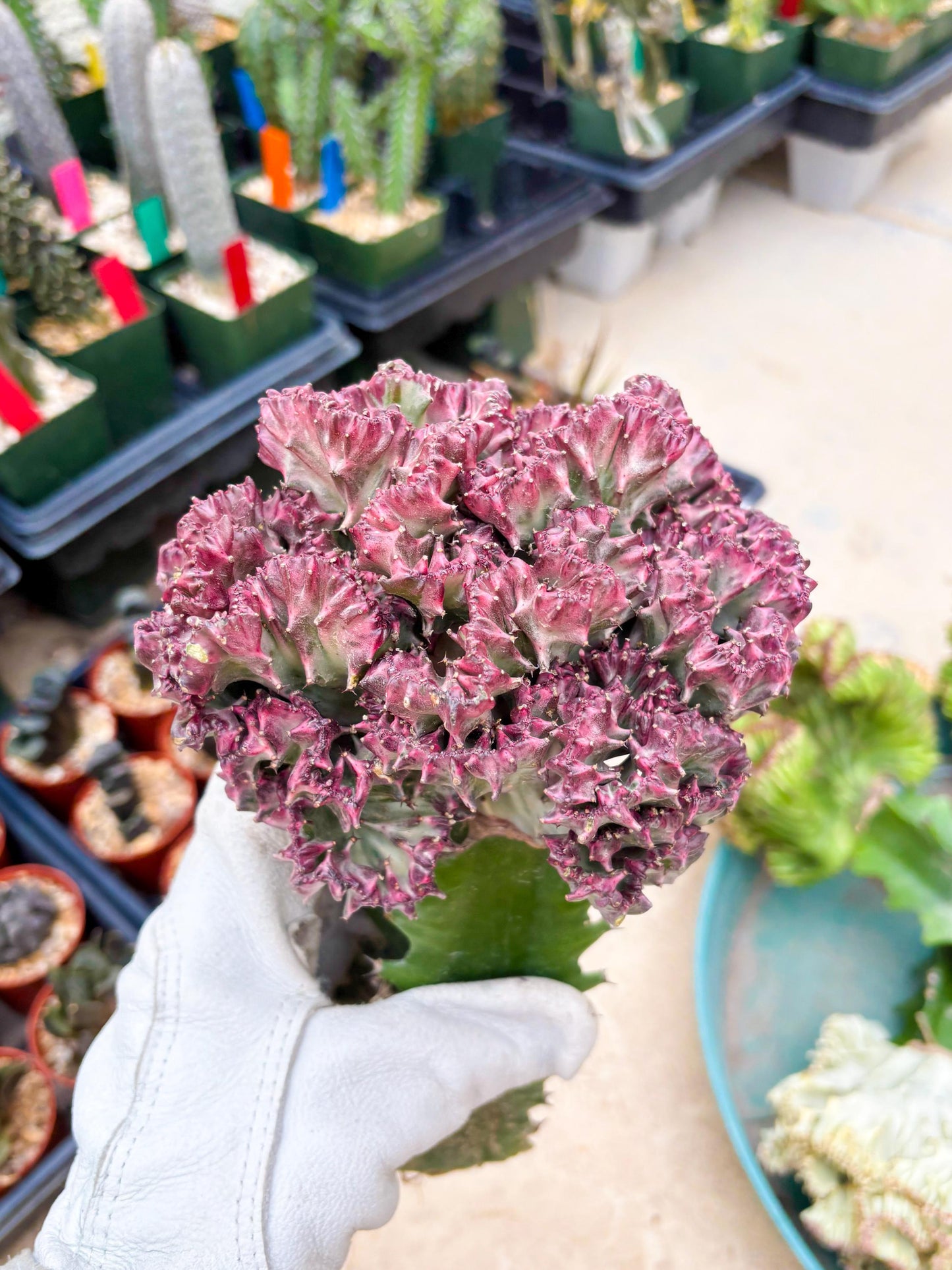 Large Lactea Crested Grafted (#1) | You get the exact Plant!!!!
