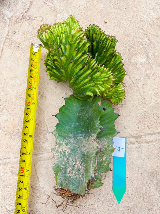 Large Lactea Crested Grafted (#4) | You get the exact Plant!!!!