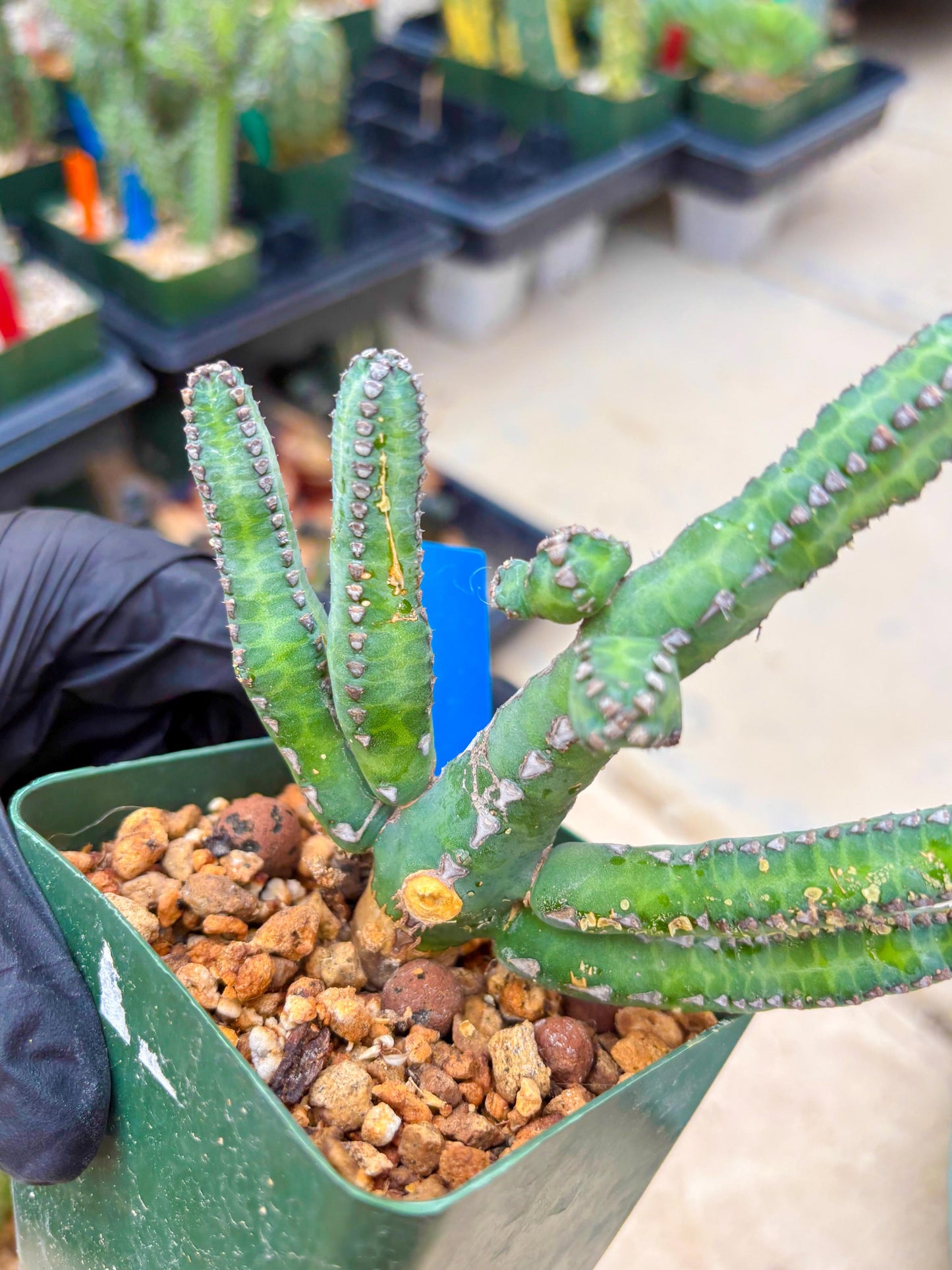 Euphorb Heterochroma (B) | Hard to Import!!! Each Branch can be propagated