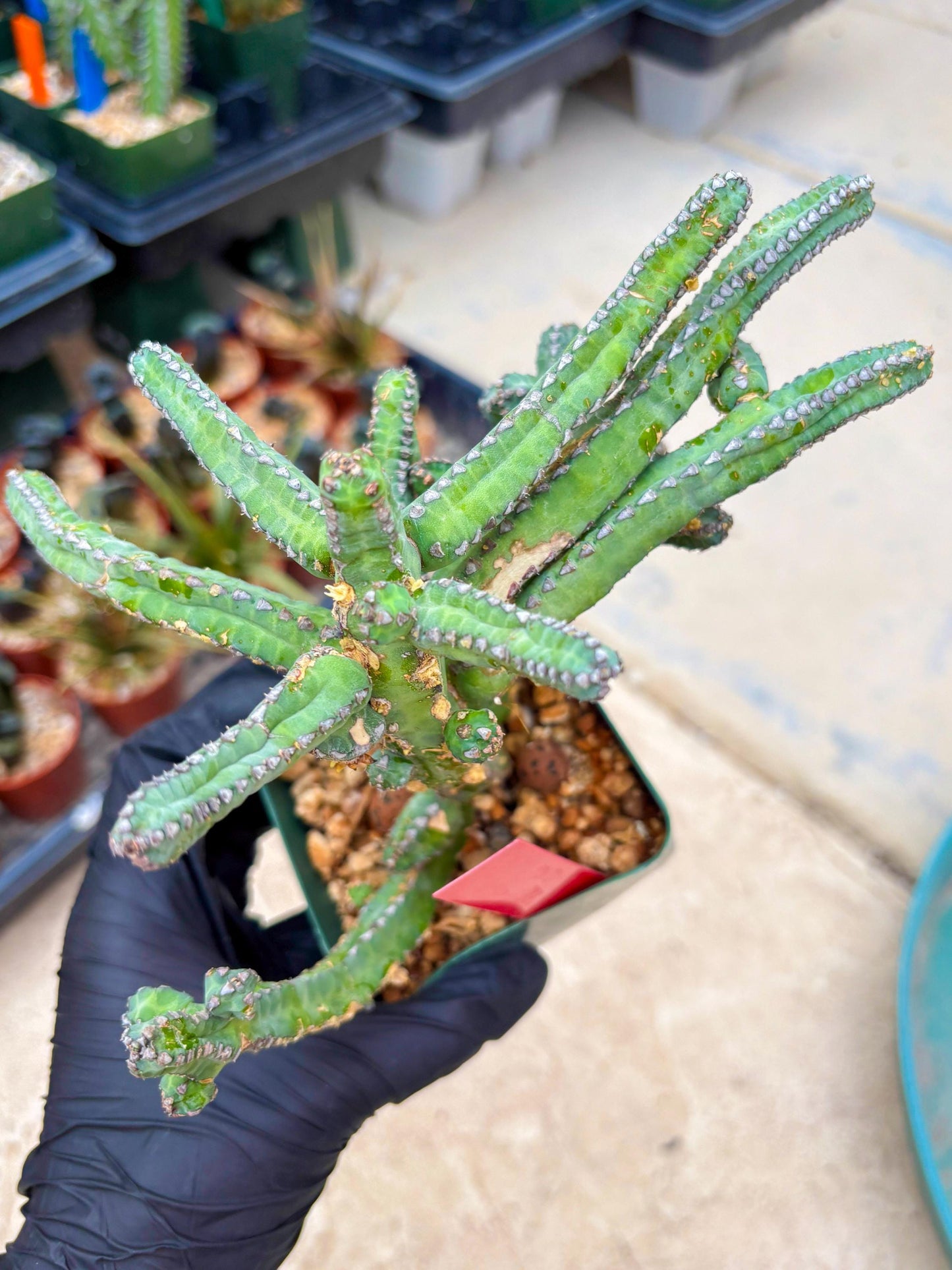 Euphorb Heterochroma (R) | Hard to Import!!! Each Branch can be propagated