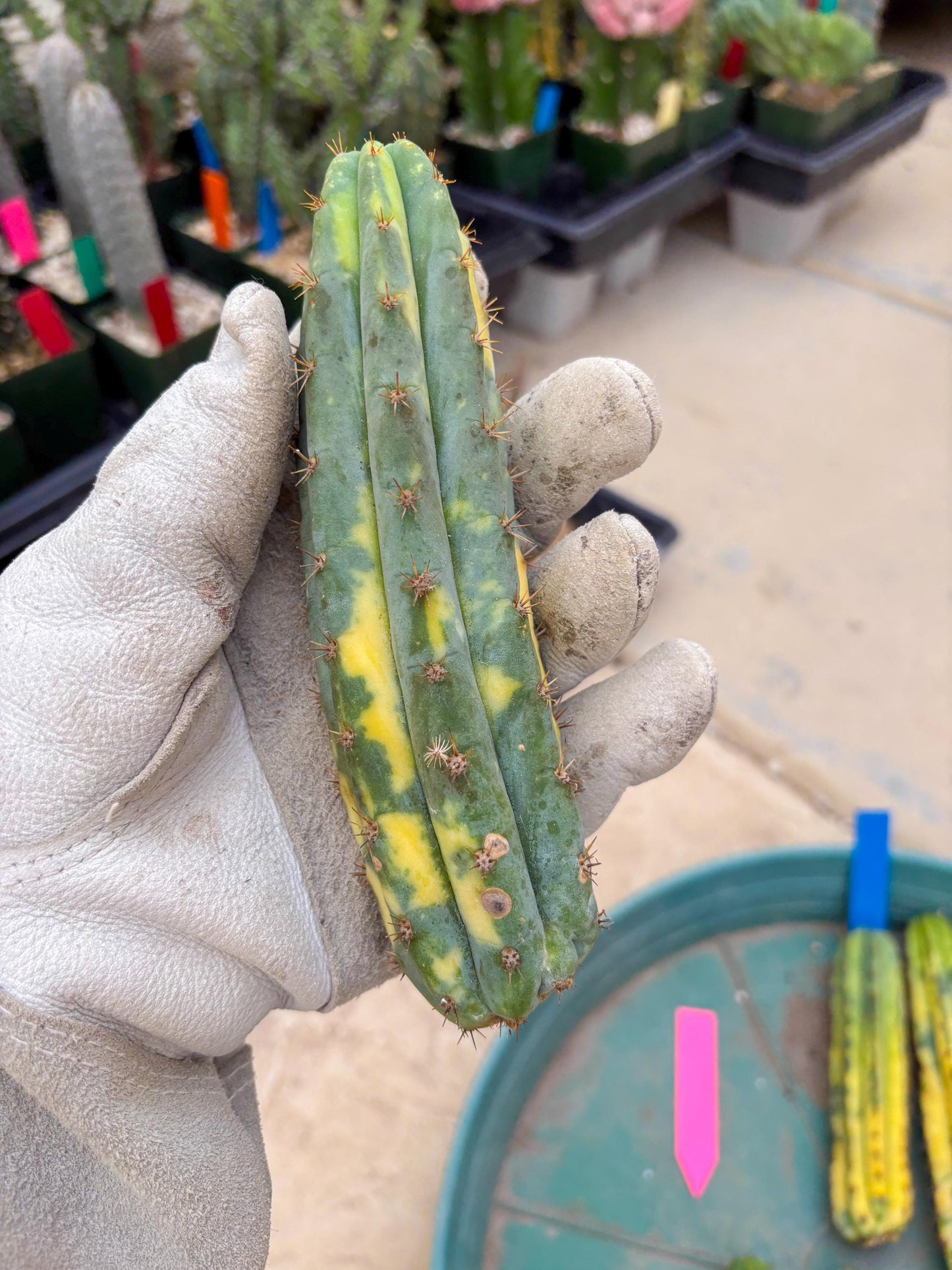 Variegated Cactus (Pink) | Can be used for Grafting