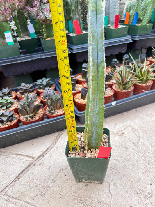 Pilosocereus Pachycladus | Imported Cactus