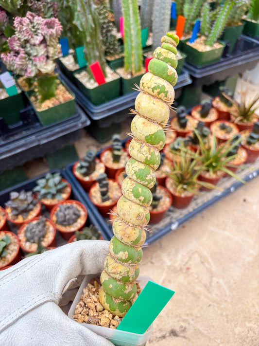 Unicorn Cactus (Green) | Discounted | For Grafting Purpose