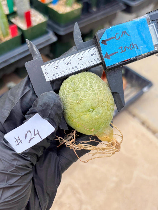 Pseudolithos Migiurtinus (#24) | Imported Plant | rare sucuclent