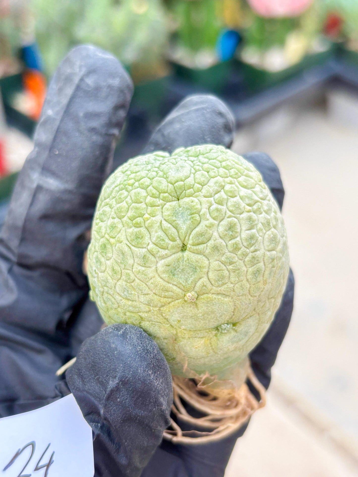 Pseudolithos Migiurtinus (#24) | Imported Plant | rare sucuclent