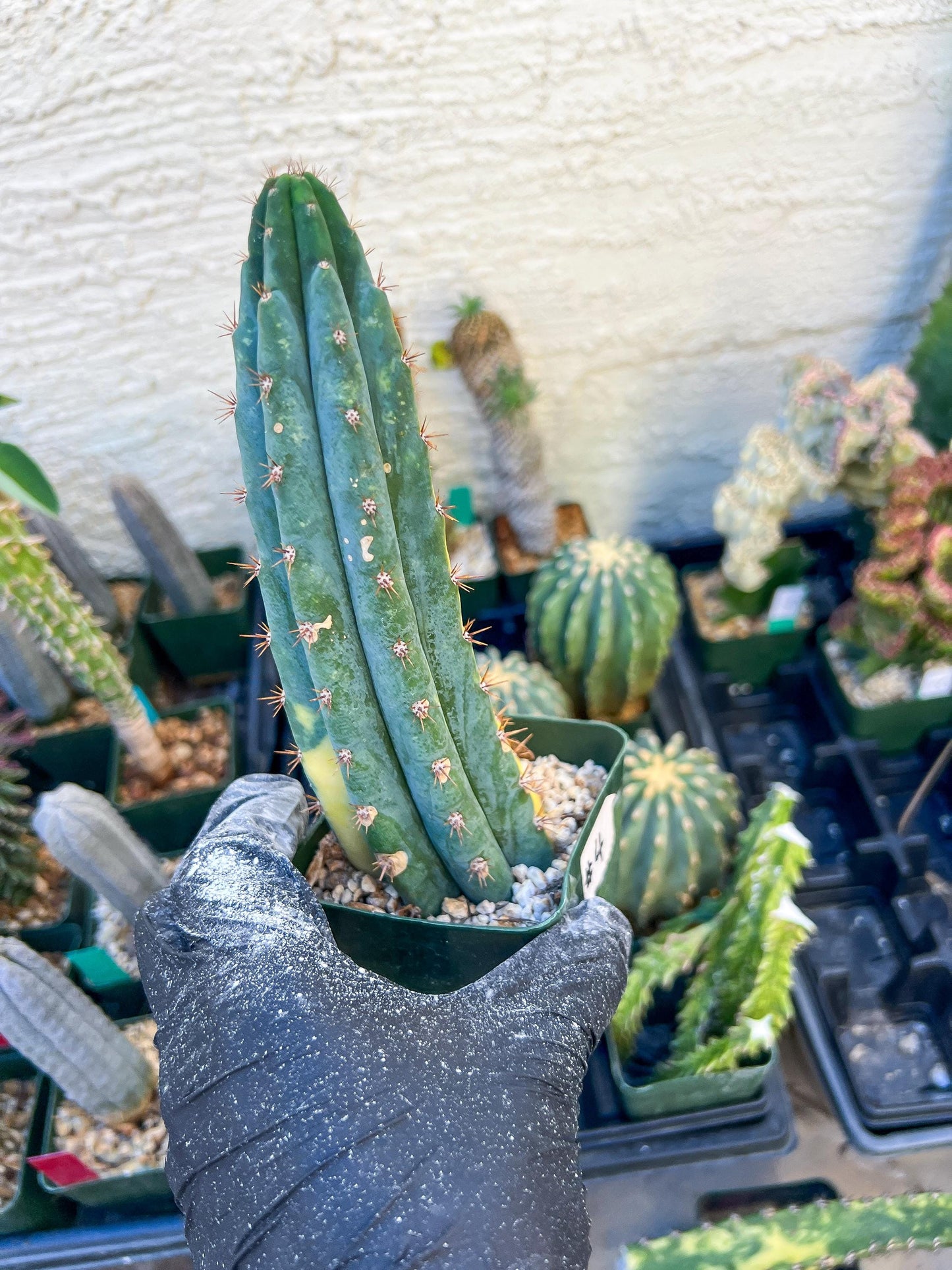 Thick Cactus for Grafting Purposes (#4) | Imported