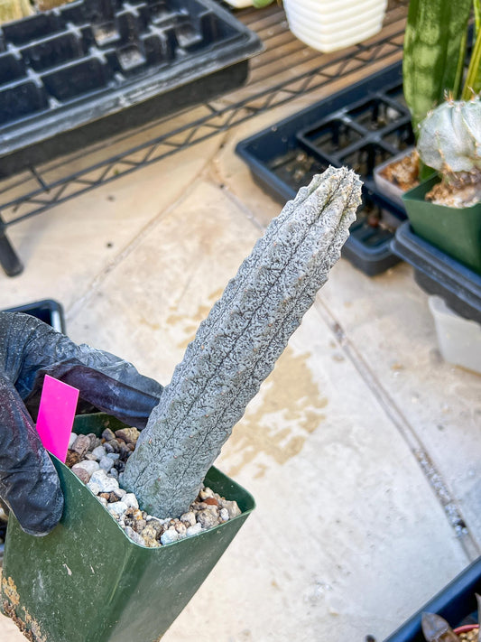 Rare Euphorb, Abdelkuri Grey (Pink)