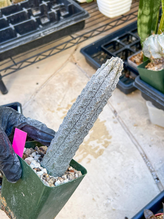 Euphorb abdelkuri Balf.f. (Pink) | Imported Plant