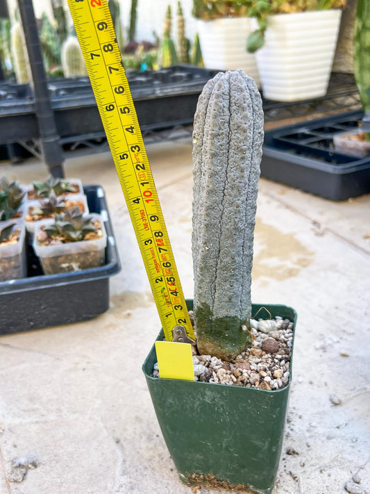 Euphorb abdelkuri Balf.f. (Yellow) | Imported Plant