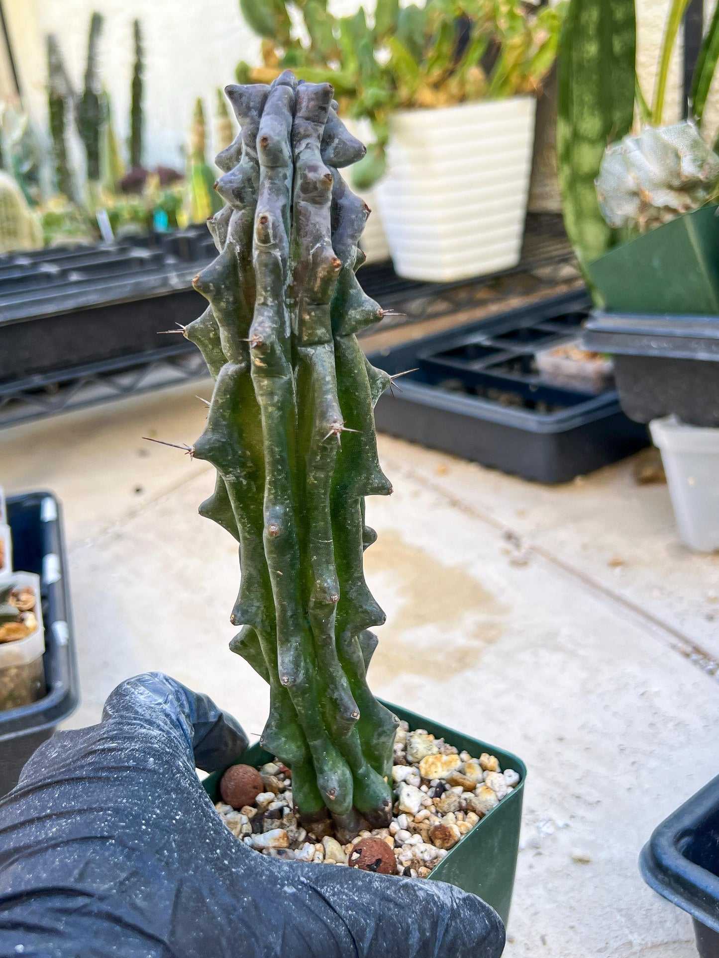 Stenocereus Beneckei (Green) | White Cactus