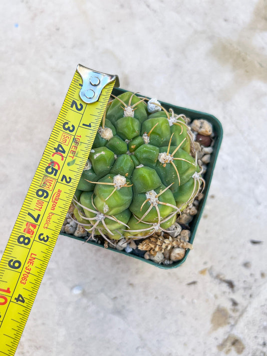 Giant Gymnocalycium Horstii (#V2) | Live cactus | 3.6inch Wide