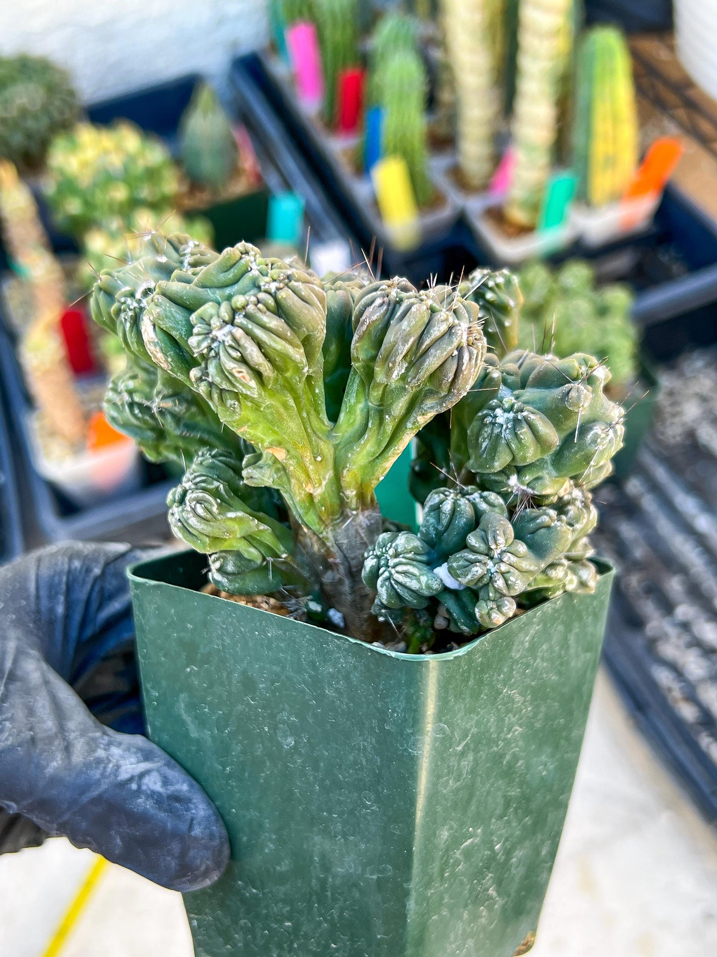 Mystery Cactus (Green)
