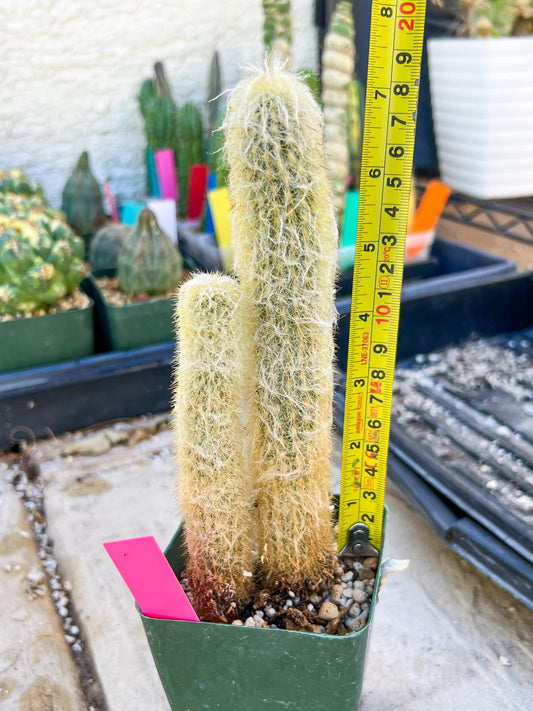 Mystery Cactus (Pink)