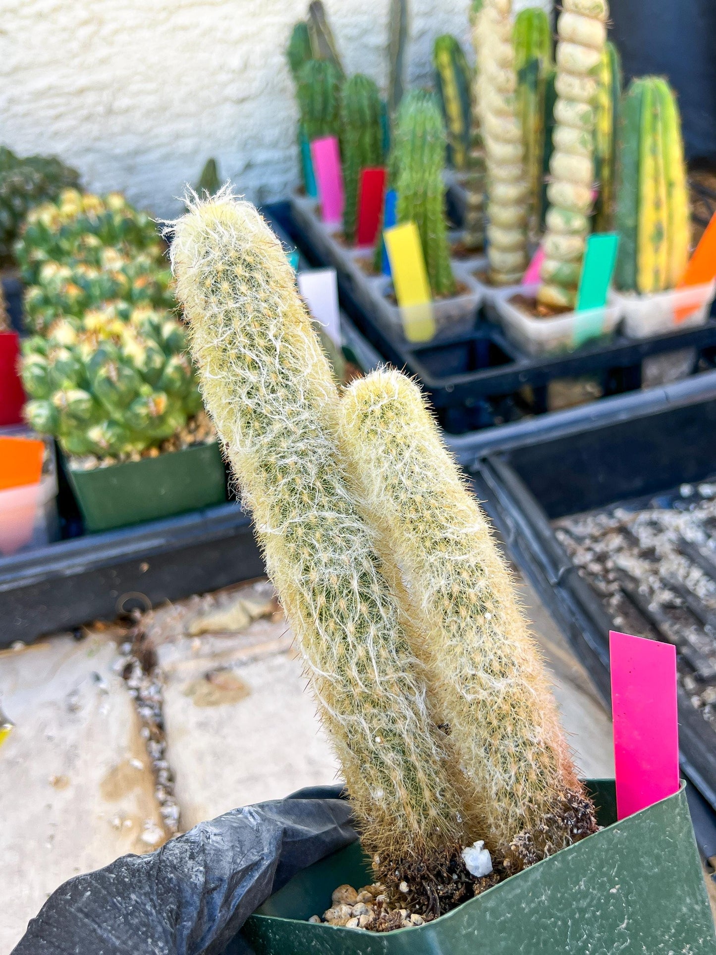 Mystery Cactus (Pink)