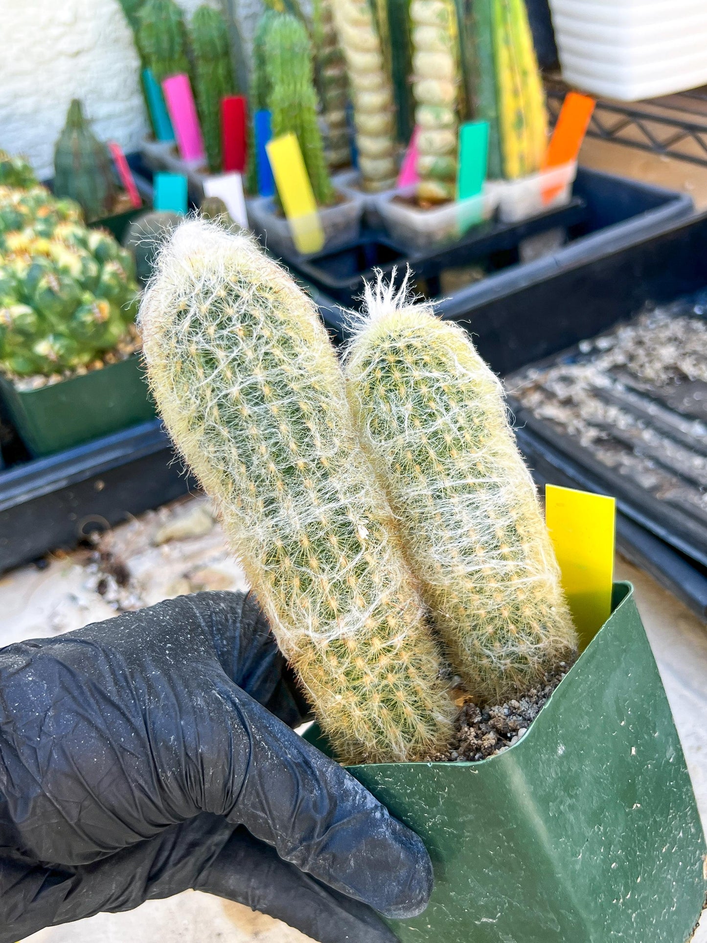 Mystery Cactus (Yellow)